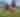 Lavern the Steer | Shipshewana