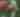 Roseate Spoonbills