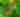 Chestnut-sided Warbler