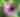 Skytop Butterfly House | August 2026
