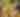 Wampanoag, People of the Dawn (Virtual)