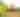 Yenser's Tree Farm