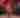 Photo of The Derailers - July 2023