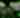 Zoo Luminate Lotus Leaves