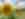 Sunflowers growing on a farm in the Pocono Mountains