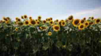 Stepping Stone Farm Sunflowers