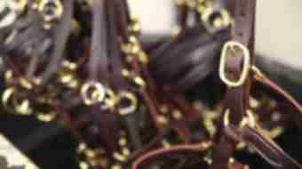Close up of dark leather horse bridles with gold metal accents hung up in a row.