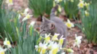 Grey cat hiding in flower bed