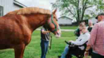 Horse Park Accessibility