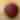 Adult Basketball