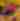 Fall Foliage Blog Header