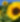 An image of sunflowers in a field with blue sky