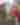 FairsCityFestivals-Pierogi-Fest_2019_IN-INDIANA_COURTESY-17