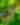 Chestnut-sided Warbler