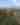 CactusVista_BigBendNP