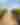 Vineyard Rows