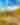 Cacti and yellow flowers blooming in the Sonoran Desert under a blue sky