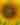 Sunflower Fest 2025