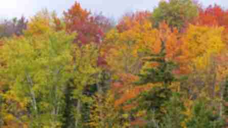 Trees in Autumn in Adirondacks