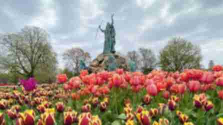 Pink and purple tulips in front of a statue