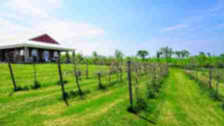 Tasting room and vineyards at Otter Creek Winery in Alexandria Bay, NY