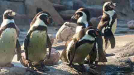 Rosamond Gifford Zoo at Burnet Park