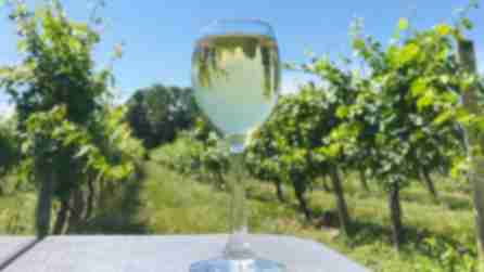 Glass of white wine with a vineyard backdrop at Casa Larga Winery