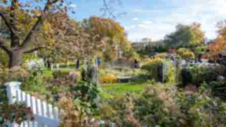 Bright green vegetation and flowers at the Queens Botanical Garden