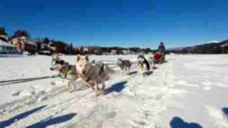 Dogs pulling a dog sled across the snow in the Adirondacks