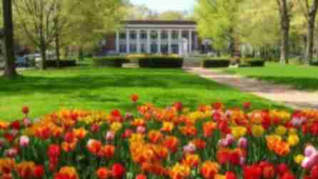 Red, orange, yellow, and pink tulips in front of the lawn at the Chautauqua Institution