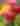A beautiful field of flowers in the Pocono Mountains