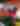 COREY AVENUE SUNDAY MARKET