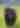 Black bear walking through tall green grass