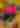 Fall Foliage Blog Header