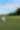 Golf ball on golf course at The Chevron Championship