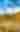 Cacti and yellow flowers blooming in the Sonoran Desert under a blue sky