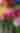 Above All Flowers LLC