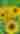 White Tail Wine Sunflowers