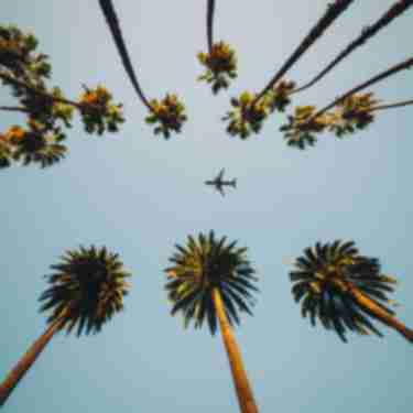 Airplane over palm trees