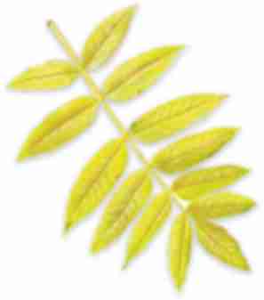 American Mountain Ash leaf