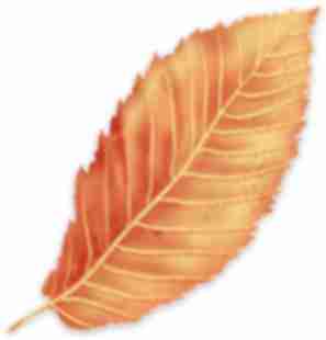 American Hornbeam leaf