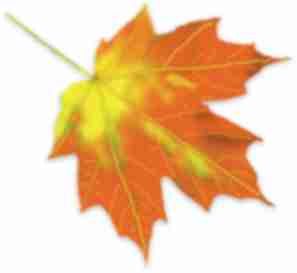 Sugar Maple leaf