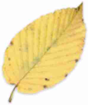 Sweet Birch leaf
