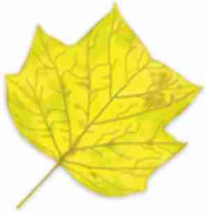 Tulip tree leaf