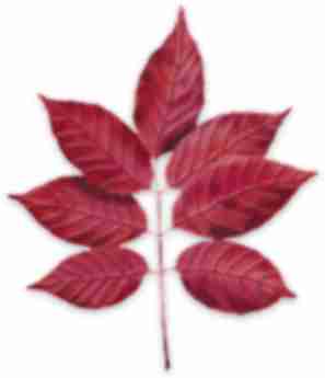 White Ash leaf