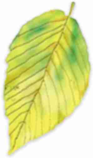 Yellow Birch leaf