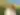 Woman at Sunflower Field