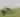a herd of bison in a green pasture