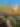 Little Jerusalem