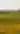 Sunflower Grinter Farm